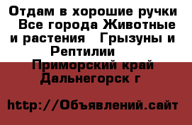 Отдам в хорошие ручки - Все города Животные и растения » Грызуны и Рептилии   . Приморский край,Дальнегорск г.